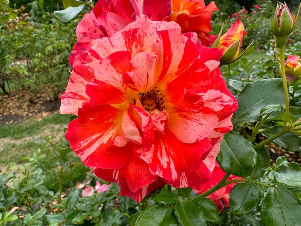 Rosa 'Alfred Sisley' (Alfred Sisley Rose) — Northwest Blooms
